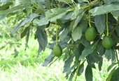 תמונה של עץ אבוקדו