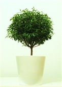 תמונה של עץ בונסאי הדס