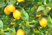 תמונה של עץ לימון