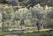 תמונה של עץ פיטנה